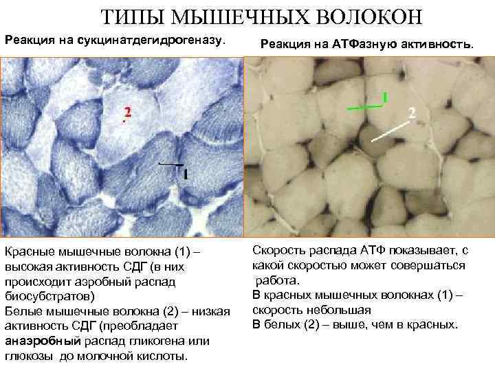 Белые и красные мышечные волокна фото