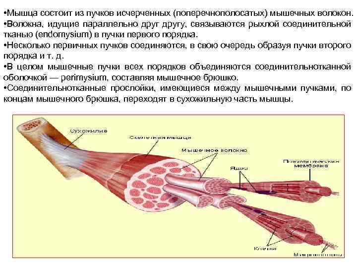Скелетная поперечно полосатая мускулатура состоит из. Пучок мышечных волокон. Строение мышц пучки мышечных волокон. Мышечное волокно состоит из. Мышечное волокно состоит из Пучков ?.