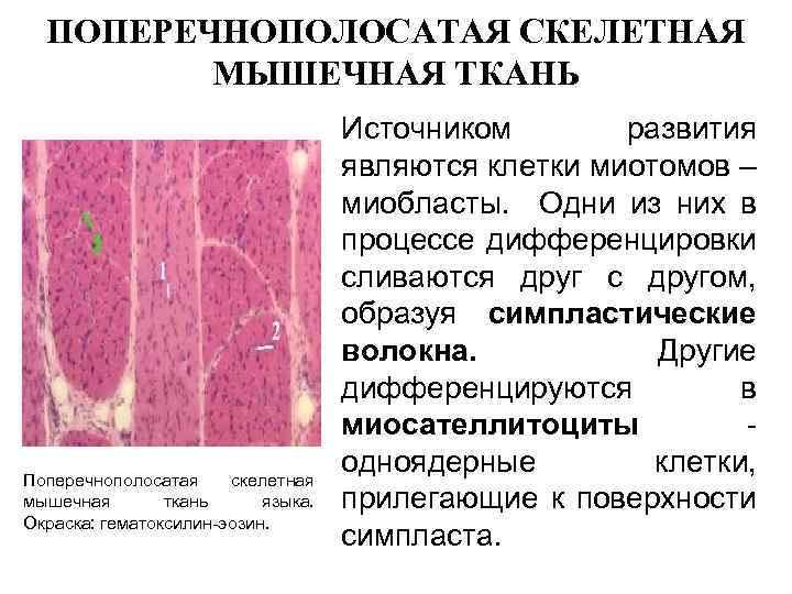 Гистогенез мышечной ткани