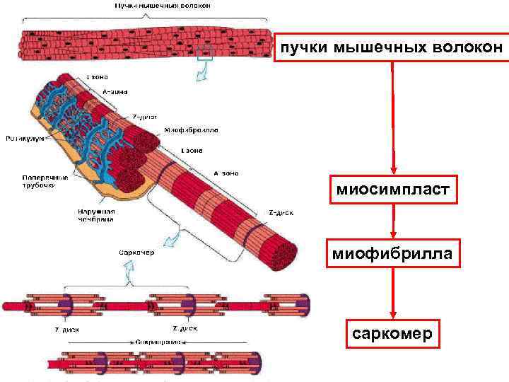 Схема строения миофибриллы