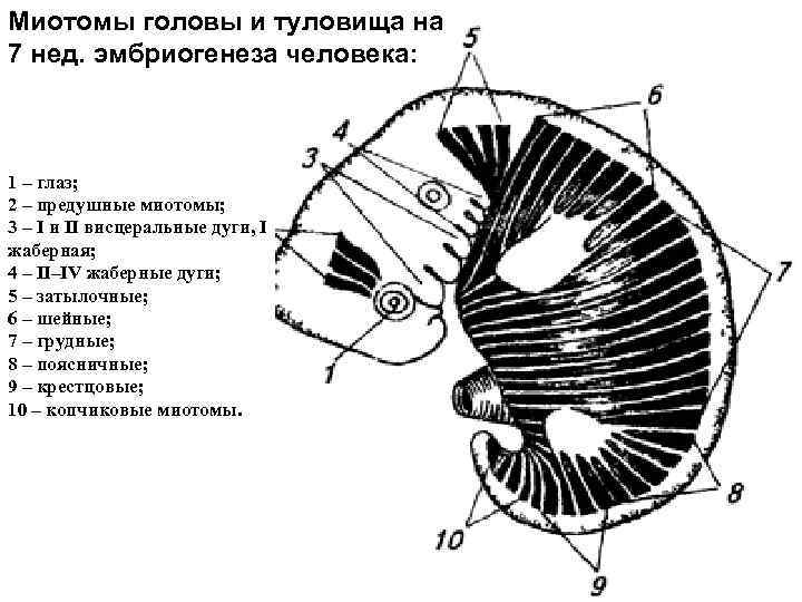 Миотомы головы и туловища на 7 нед. эмбриогенеза человека: 1 – глаз; 2 –