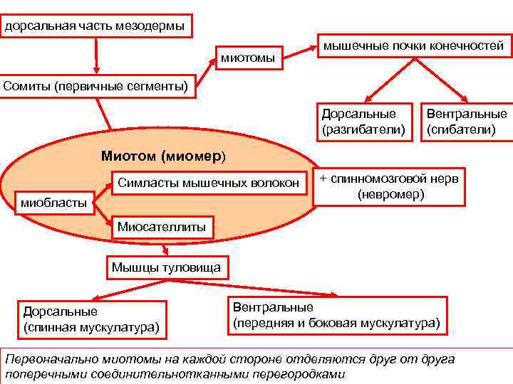 дорсальная часть мезодермы миотомы мышечные почки конечностей Сомиты (первичные сегменты) Дорсальные (разгибатели) Вентральные (сгибатели)