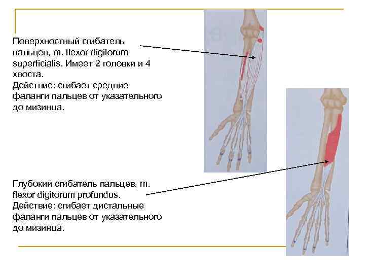 Поверхностный сгибатель пальцев, m. flexor digitorum superficialis. Имеет 2 головки и 4 хвоста. Действие: