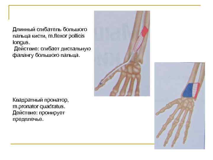 Длинный сгибатель большого пальца кисти, m. flexor pollicis longus. Действие: сгибает дистальную фалангу большого