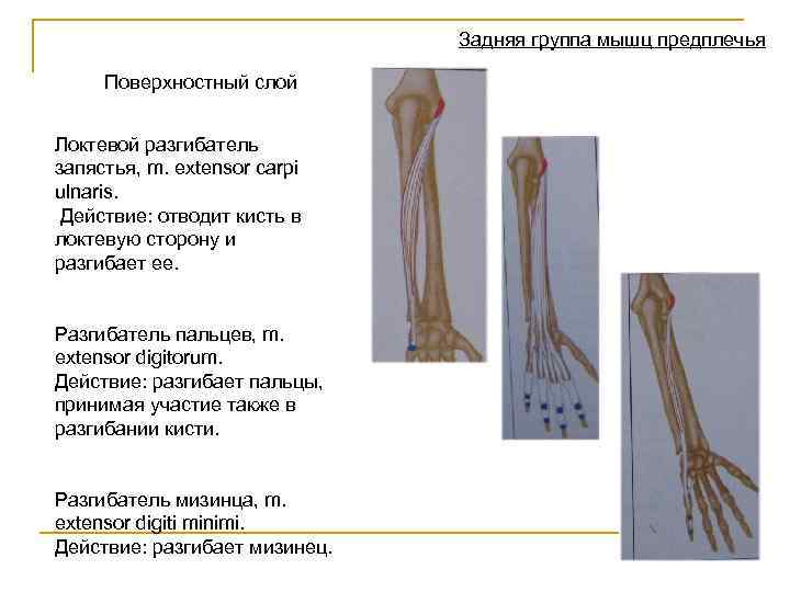 Задняя группа мышц предплечья Поверхностный слой Локтевой разгибатель запястья, m. extensor carpi ulnaris. Действие: