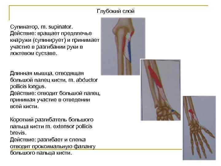 Глубокий слой Супинатор, m. supinator. Действие: вращает предплечье кнаружи (супинирует) и принимает участие в