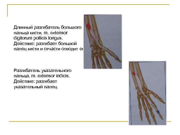 Длинный разгибатель большого пальца кисти, m. extensor digitorum pollicis longus. Действие: разгибает большой палец