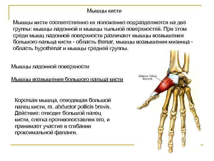 Мышцы кисти соответственно их положению подразделяются на две группы: мышцы ладонной и мышцы тыльной