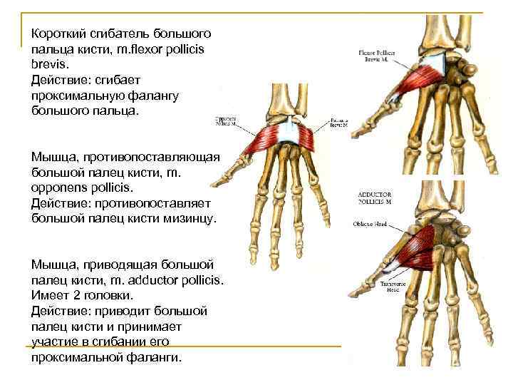 Короткий сгибатель большого пальца кисти, m. flexor pollicis brevis. Действие: сгибает проксимальную фалангу большого
