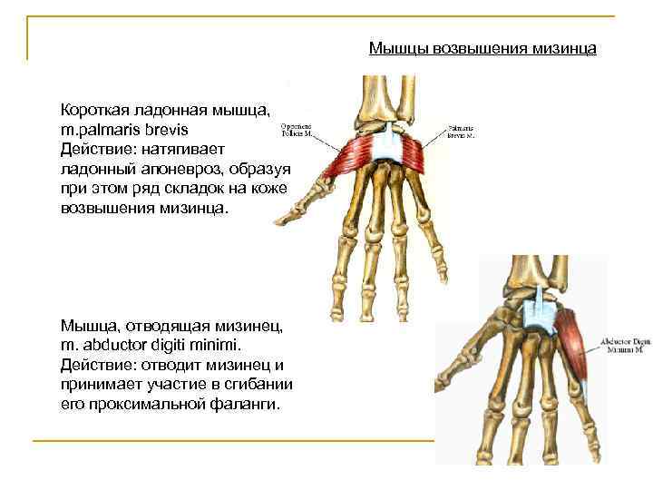 Мышцы возвышения мизинца Короткая ладонная мышца, m. palmaris brevis Действие: натягивает ладонный апоневроз, образуя