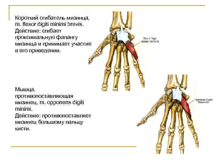 Короткий сгибатель мизинца, m. flexor digiti minimi brevis. Действие: сгибает проксимальную фалангу мизинца и