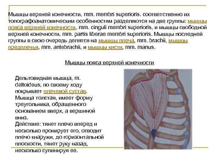Мышцы верхней конечности, mm. membri superioris. соответственно их топографоанатомическим особенностям разделяются на две группы: