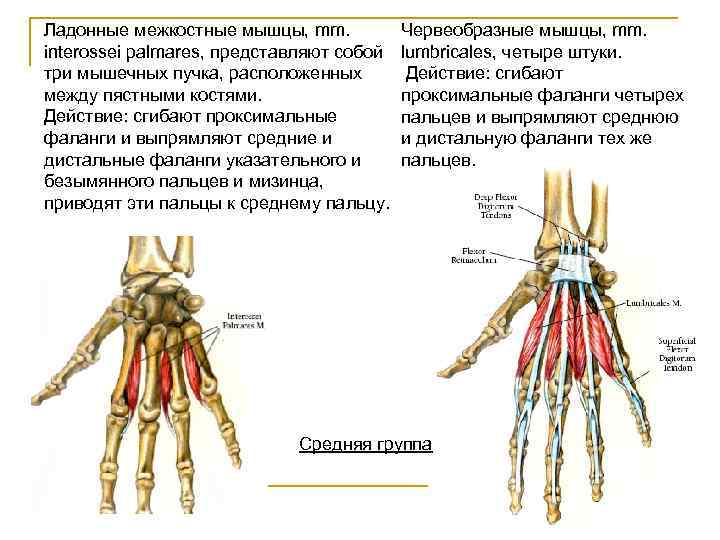 Ладонные межкостные мышцы, mm. interossei palmares, представляют собой три мышечных пучка, расположенных между пястными