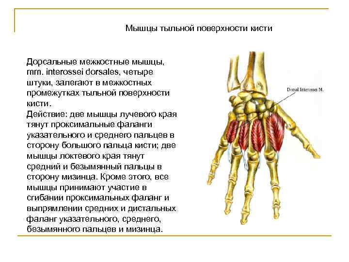 Мышцы тыльной поверхности кисти Дорсальные межкостные мышцы, mm. interossei dorsales, четыре штуки, залегают в