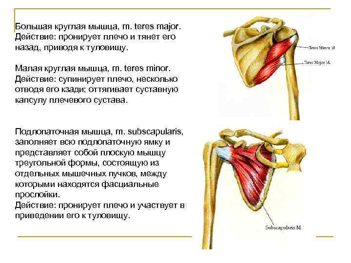 Большая круглая мышца, m. teres major. Действие: пронирует плечо и тянет его назад, приводя