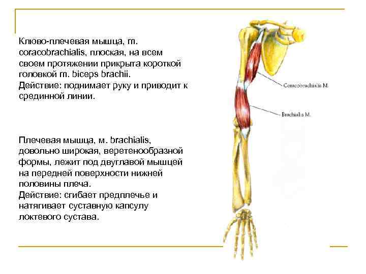 Клюво-плечевая мышца, m. coracobrachialis, плоская, на всем своем протяжении прикрыта короткой головкой m. biceps