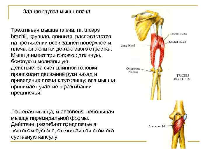 Задняя группа мышц плеча Трехглавая мышца плеча, m. triceps brachii, крупная, длинная, располагается на