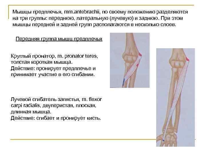 Мышцы предплечья, mm. antebrachii, по своему положению разделяются на три группы: переднюю, латеральную (лучевую)