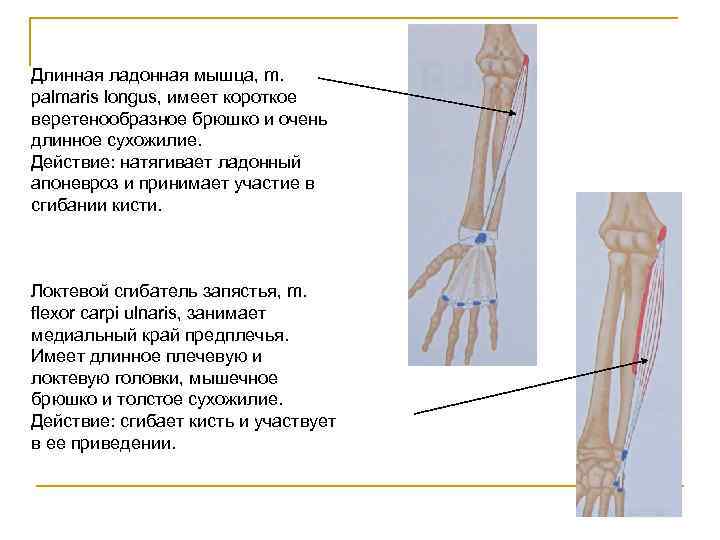 Длинная ладонная мышца, m. palmaris longus, имеет короткое веретенообразное брюшко и очень длинное сухожилие.