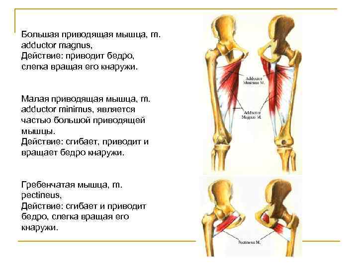 Широкая приводящая мышца