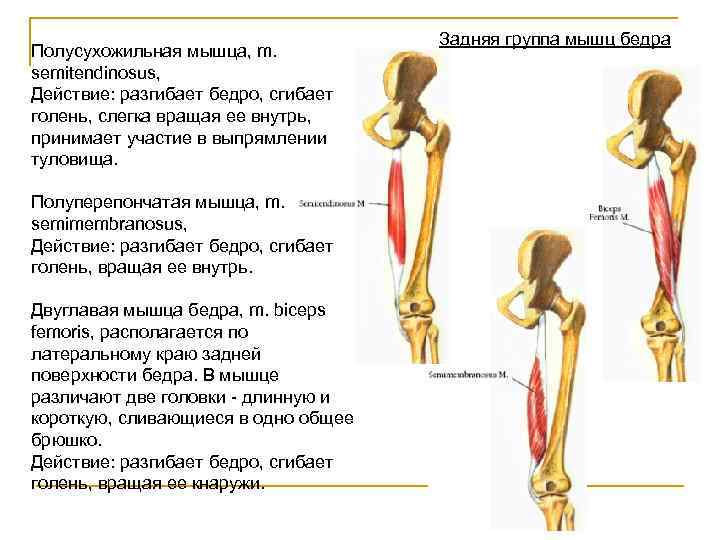 Полусухожильная мышца латынь