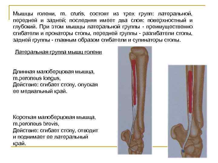 Мышцы голени, m. cruris, состоят из трех групп: латеральной, передней и задней; последняя имеет