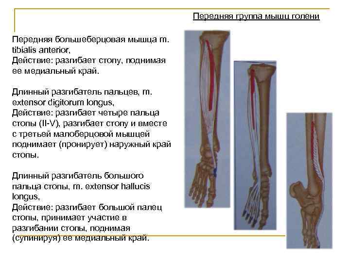 Передняя группа мышц голени Передняя большеберцовая мышца m. tibialis anterior, Действие: разгибает стопу, поднимая