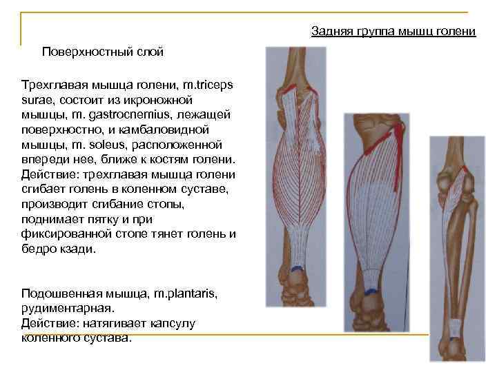 Задняя группа мышц голени Поверхностный слой Трехглавая мышца голени, m. triceps surae, состоит из