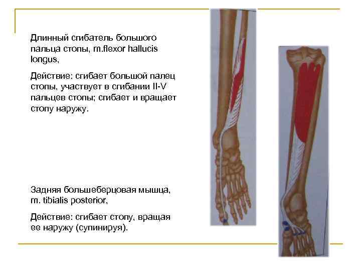 Длинный сгибатель большого пальца стопы, m. flexor hallucis longus, Действие: сгибает большой палец стопы,