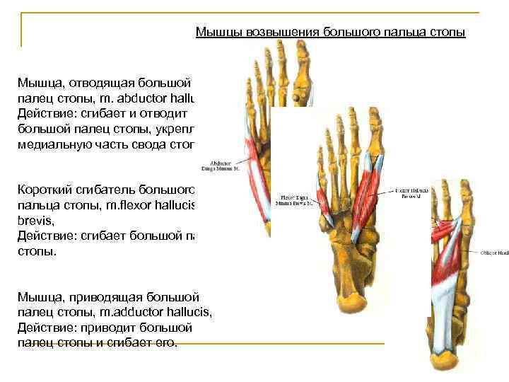 Мышцы большого пальца