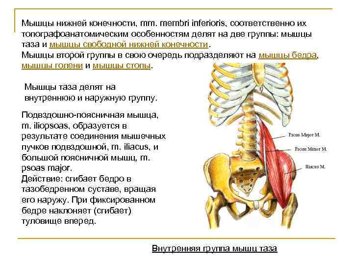 Мышцы нижней конечности, mm. membri inferioris, соответственно их топографоанатомическим особенностям делят на две группы: