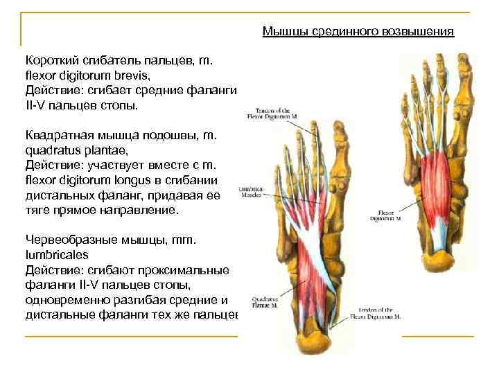 Мышцы срединного возвышения Короткий сгибатель пальцев, m. flexor digitorum brevis, Действие: сгибает средние фаланги