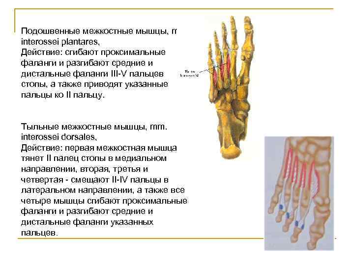 Подошвенные межкостные мышцы, mm. interossei plantares, Действие: сгибают проксимальные фаланги и разгибают средние и