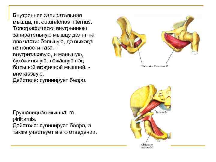 Запирательная мышца