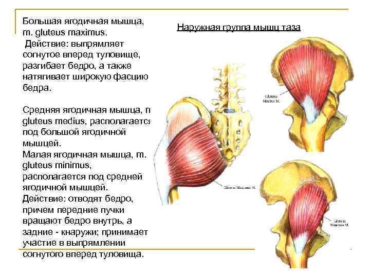 Атрофия ягодичных мышц фото