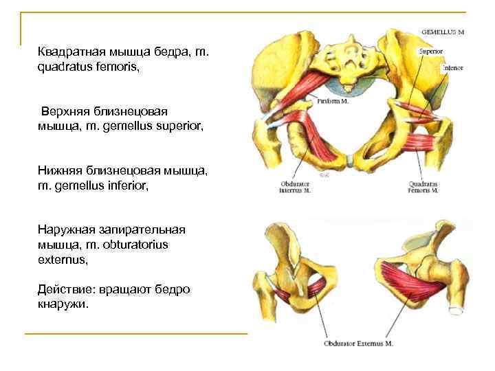 Квадратная мышца бедра, m. quadratus femoris, Верхняя близнецовая мышца, m. gemellus superior, Нижняя близнецовая