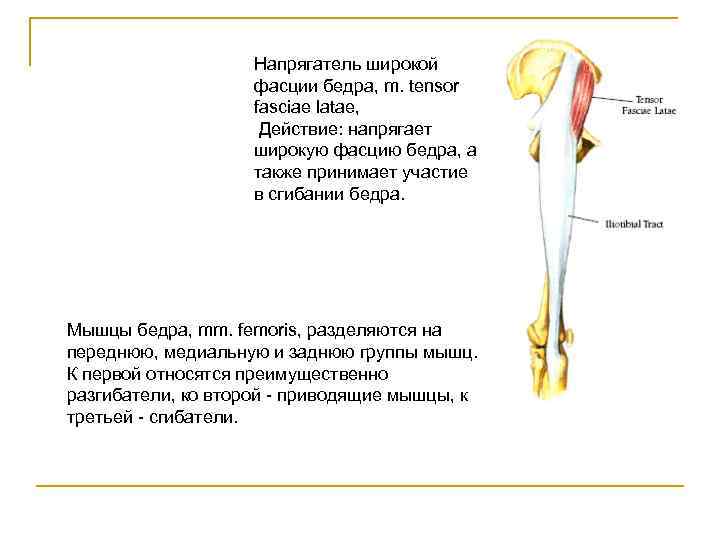 Широкая фасция бедра