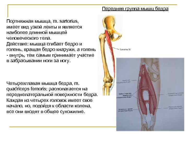 Портняжная мышца бедра функции