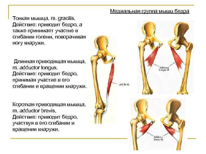 Отводящие мышцы