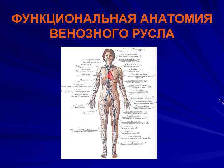 Функциональная анатомия. Венозное русло анатомия. Функциональная анатомия вен. Венозное русло функциональное название. Особенности строения венозного русла.