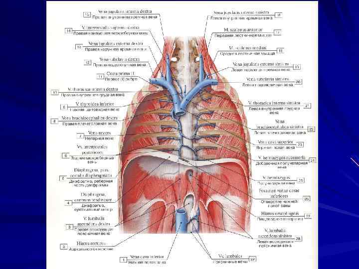Грудные вены. Верхняя полая Вена топография. Вены анатомия верхняя полая Вена. Верхняя полая Вена анатомия топография. Верхняя и нижняя полая Вена анатомия.