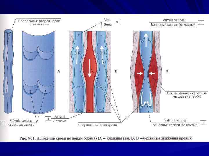 Клапаны вен рисунок. Схема действия венозных клапанов. Строение клапанного аппарата вен. Строение вен нижних конечностей клапаны. Строение венозных клапанов.