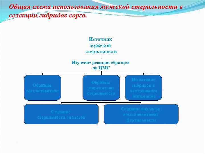 Общая схема использования мужской стерильности в селекции гибридов сорго. Источник мужской стерильности Изучение реакции