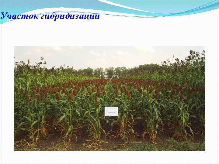 Участок гибридизации 