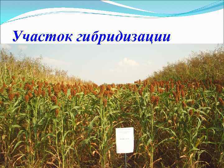 Участок гибридизации 