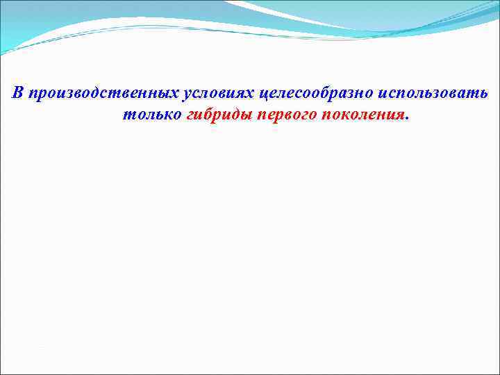 В производственных условиях целесообразно использовать только гибриды первого поколения. 