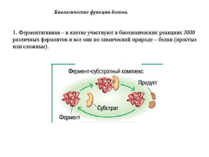 Ферментативная белков. Биологические функции белков. Биохимические функции белков. Биологическая роль белков. Биологические функции белков биохимия.