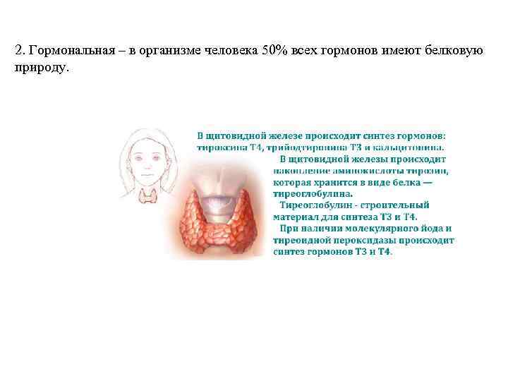 2. Гормональная – в организме человека 50% всех гормонов имеют белковую природу. 