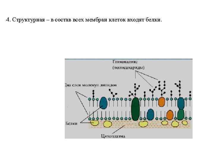 Углеводы в составе клеточной мембраны. Полисахариды на мембране клетки. Полисахариды в клеточной мембране. В состав клеточной мембраны входят белки 60. Жидко кристаллическую модель клеточной мембраны.