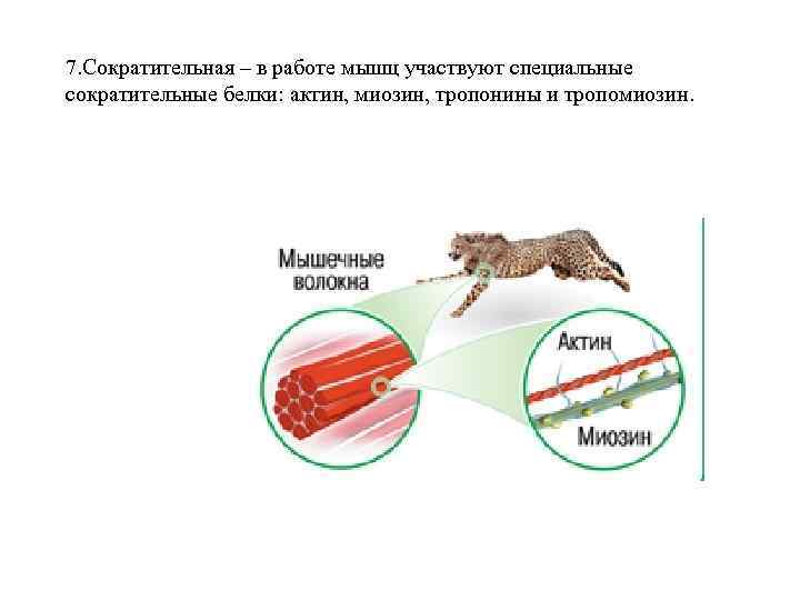 7. Сократительная – в работе мышц участвуют специальные сократительные белки: актин, миозин, тропонины и